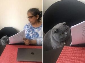 Frau zeigt grauer Katze Papiere:Leere Meme Vorlage