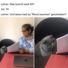 Frau zeigt grauer Katze Papiere meme #2