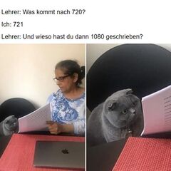 Frau zeigt grauer Katze Papiere meme #1